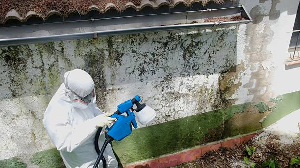 Top rated local Mold Removal specialists in Mount Rainier, MD